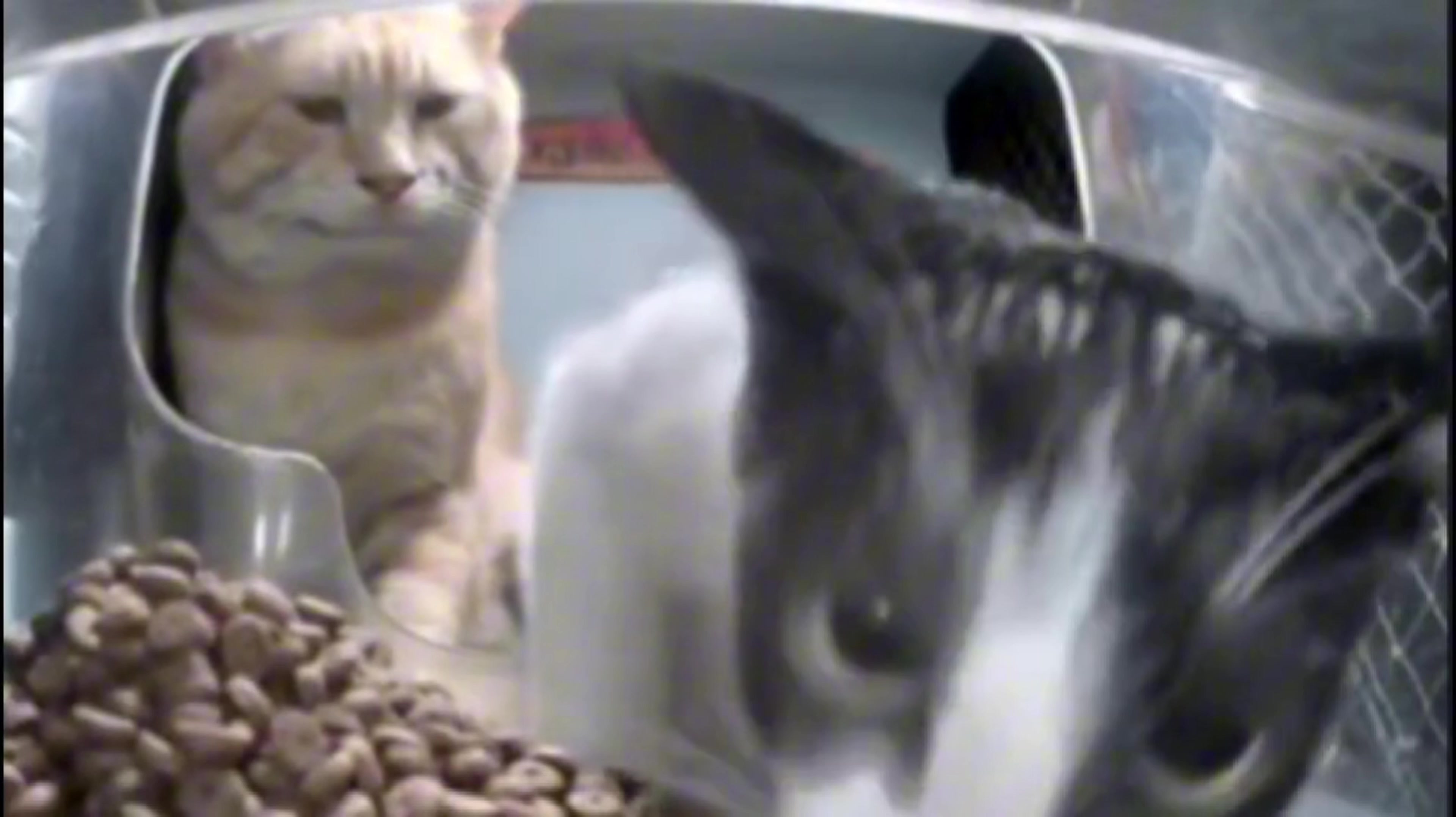 猫：想到一会要给它一拳就想笑！