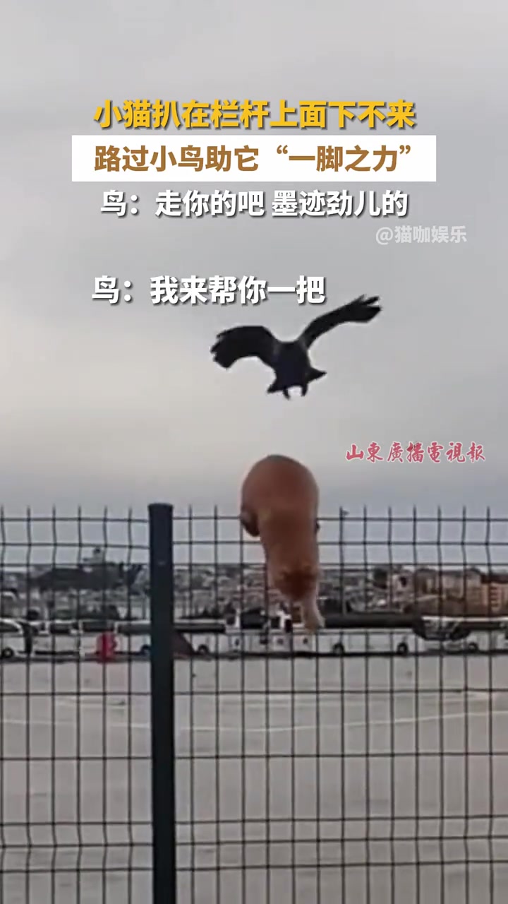 小鸟回去写作文：今天帮一位老奶奶过马路来着