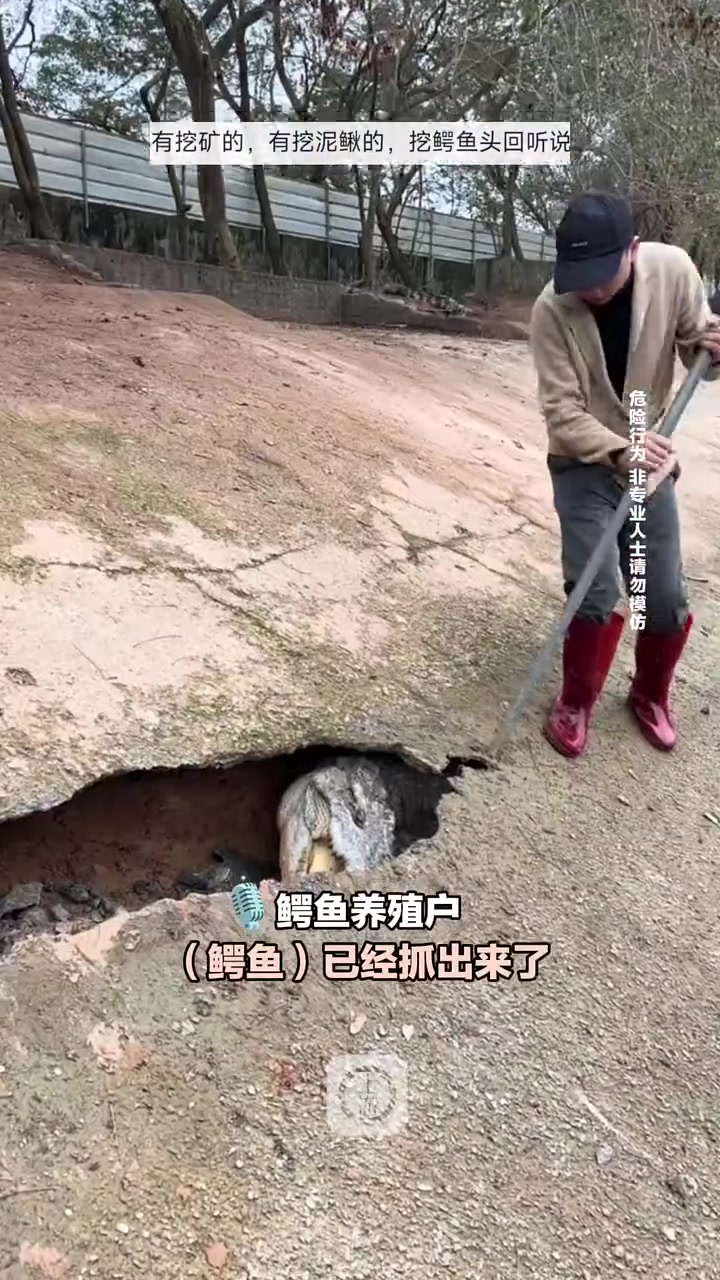 村民用铁锤砸地，竟挖出近10只逃跑鳄鱼！！