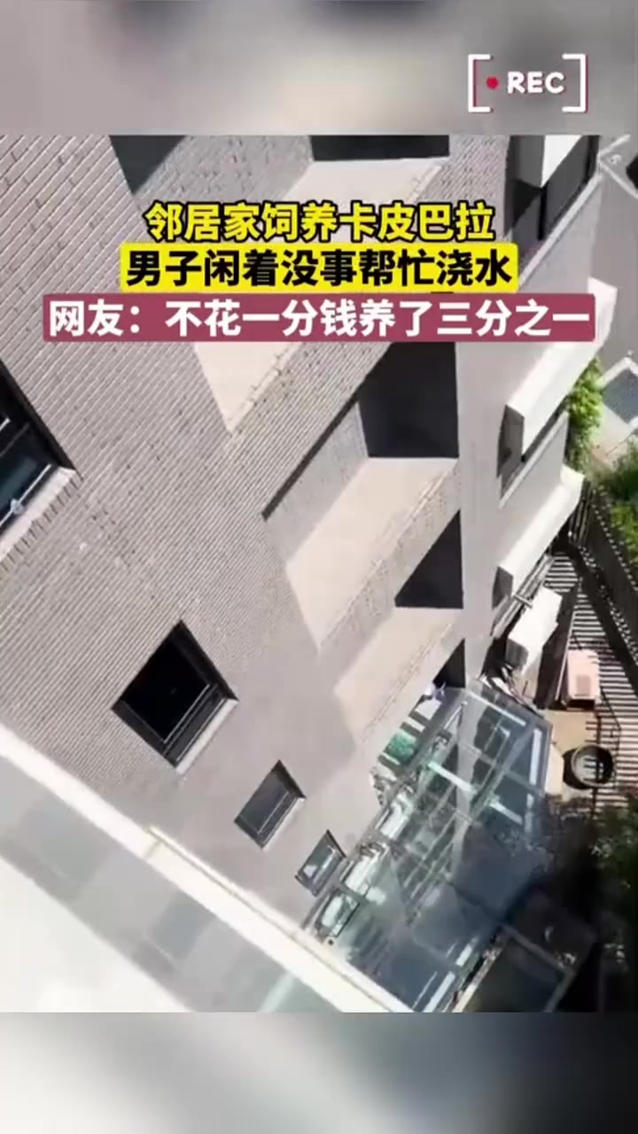 邻居家饲养卡皮巴拉，男子闲着没事帮忙浇水