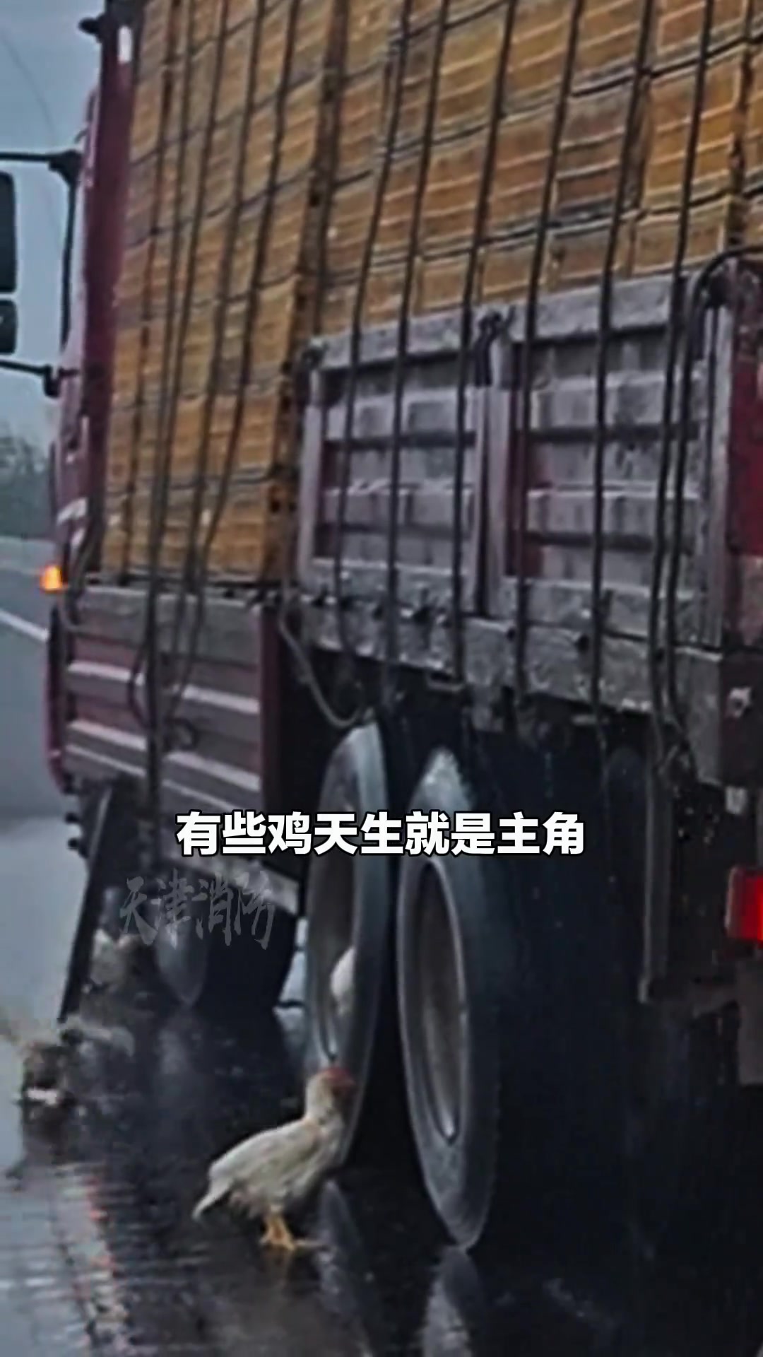 “拉鸡车”爆胎致小鸡中暑，主角趁消防喷水跳车结果摔伤动不了