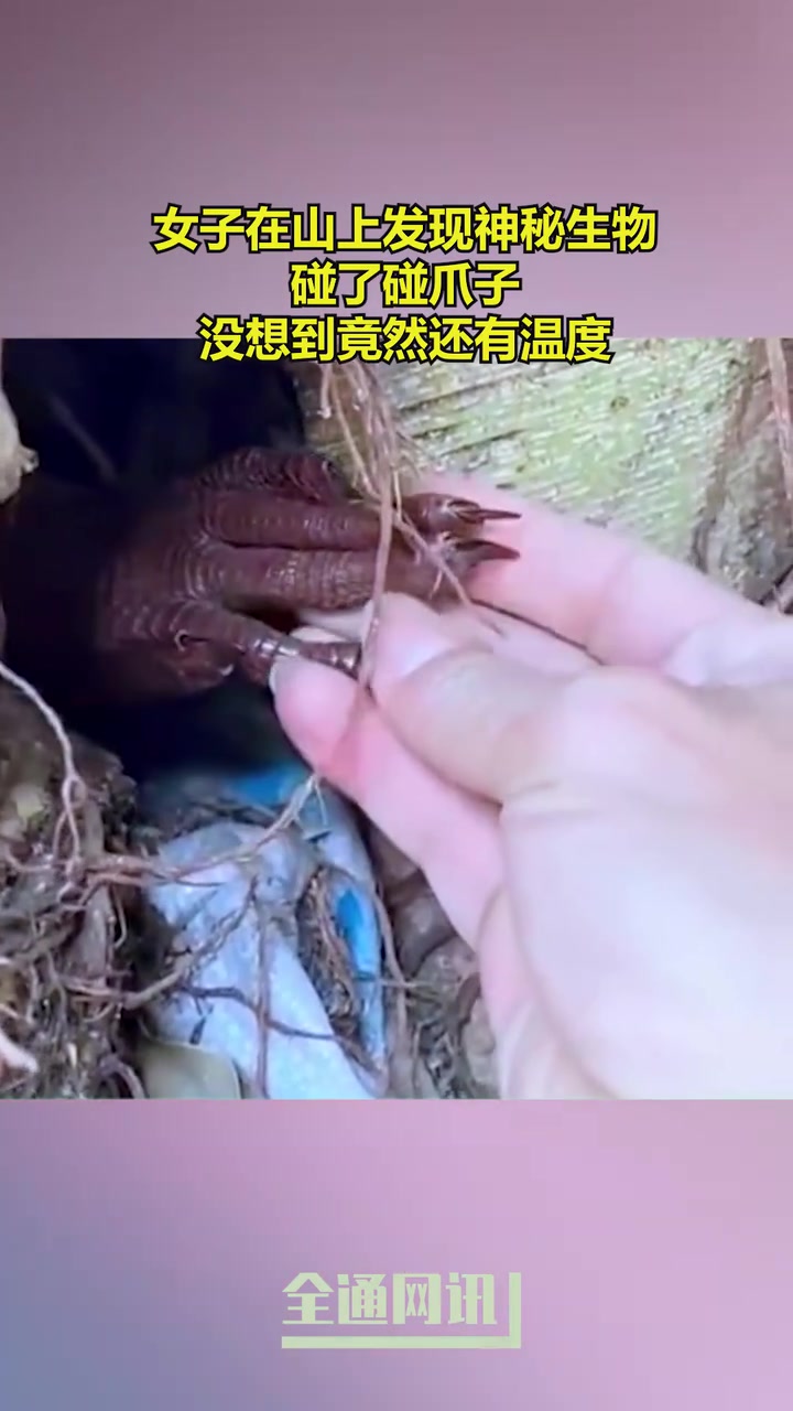 女子在山上发现神秘生物，碰了碰爪子，谁知道这是什么啊
