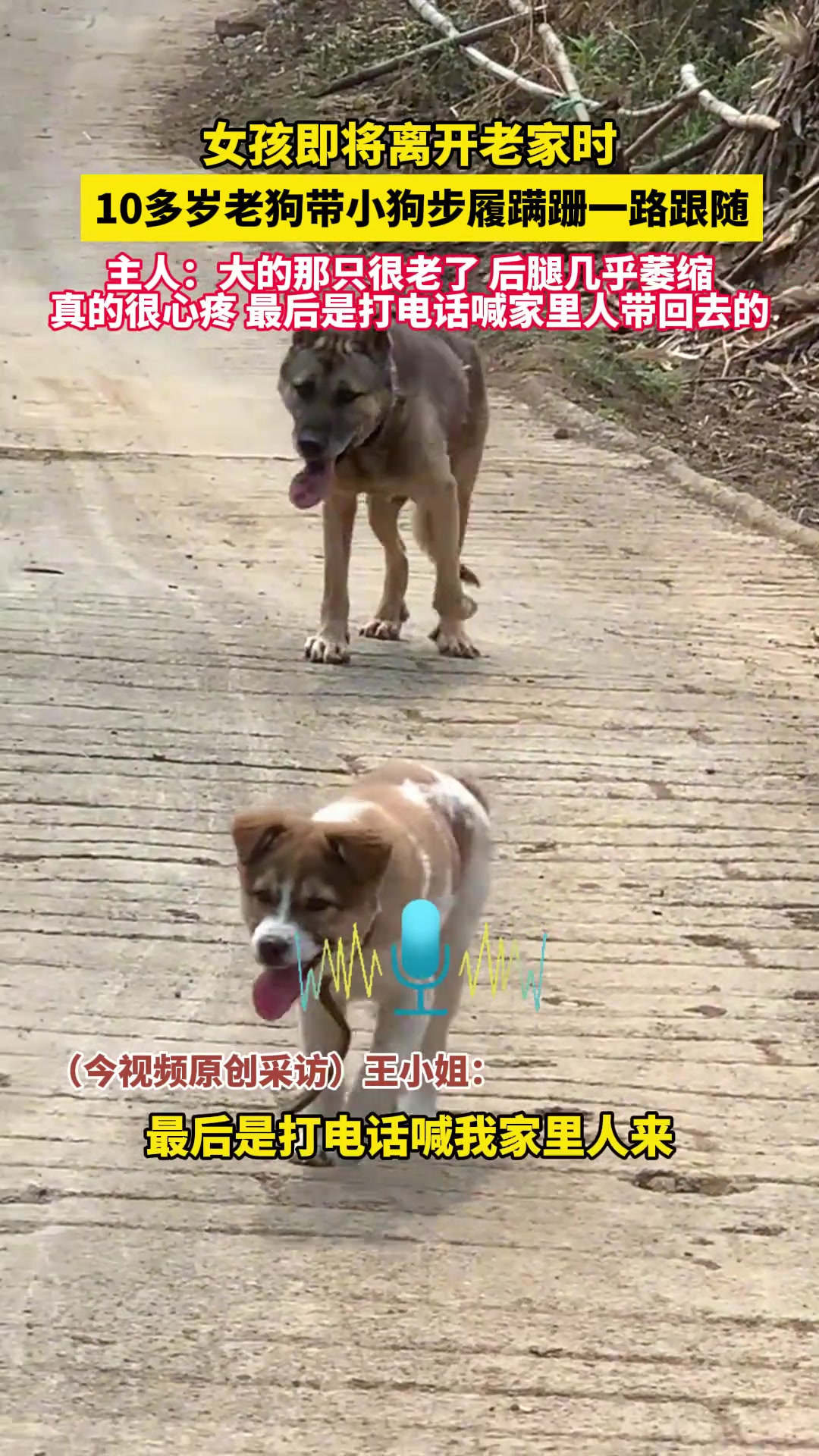 女孩即将离开老家，十岁老狗带小狗步履蹒跚一路跟随