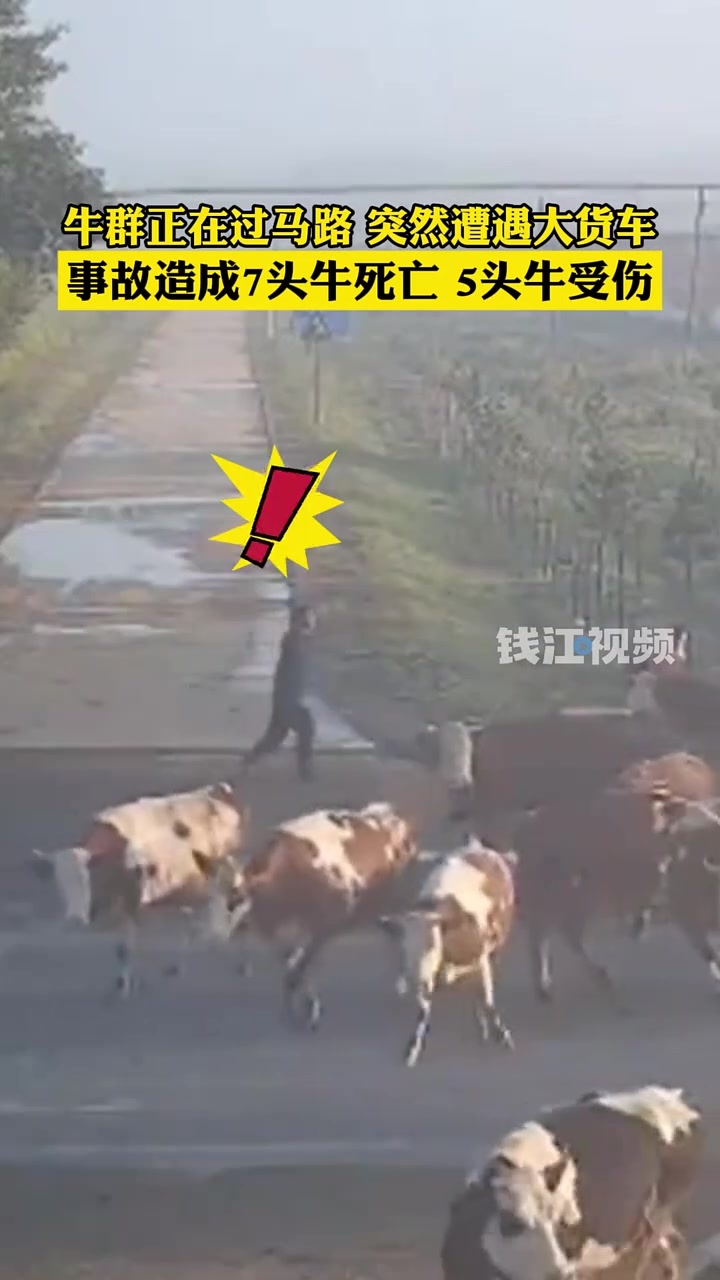 牛群正在过马路，大货车驶来撞倒一片！这得赔多少