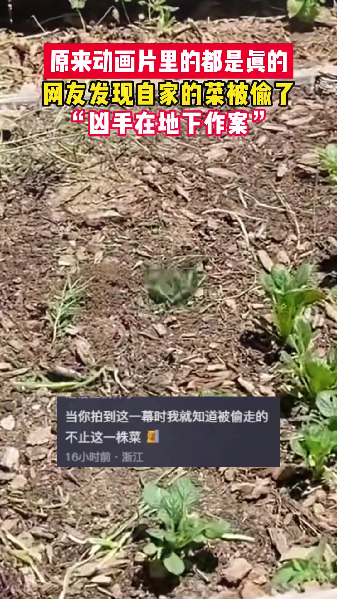 原来动画片里都是真的，自家的菜被偷了！！！