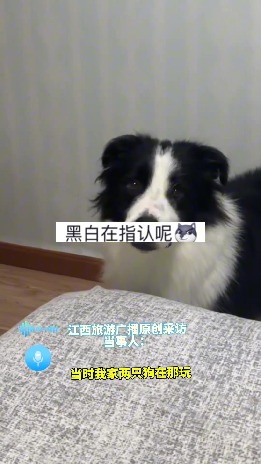 主人测试狗狗反应，吓得狗子们互相猜忌，“紧张的都快会说话了！