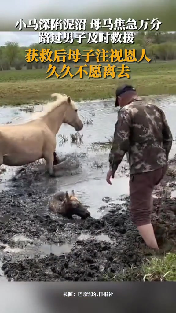 小马深陷泥沼，母马焦急万分，路过男子及时救援！
