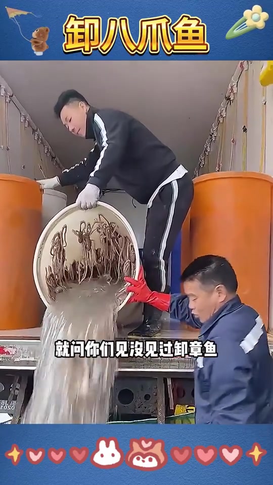 卸货大家见多了，卸八爪鱼没见过吧