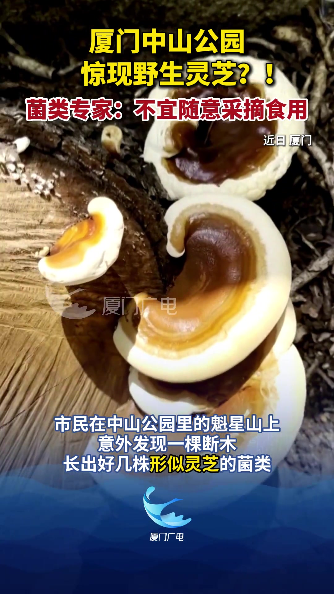 厦门中山公园惊现野生灵芝！菌类专家：不宜随意采摘食用