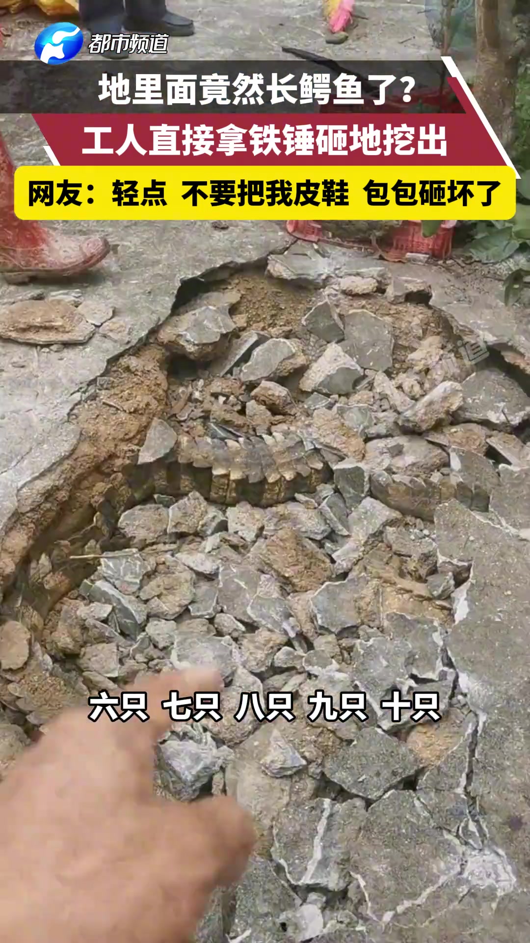 地里面竟然长鳄鱼了