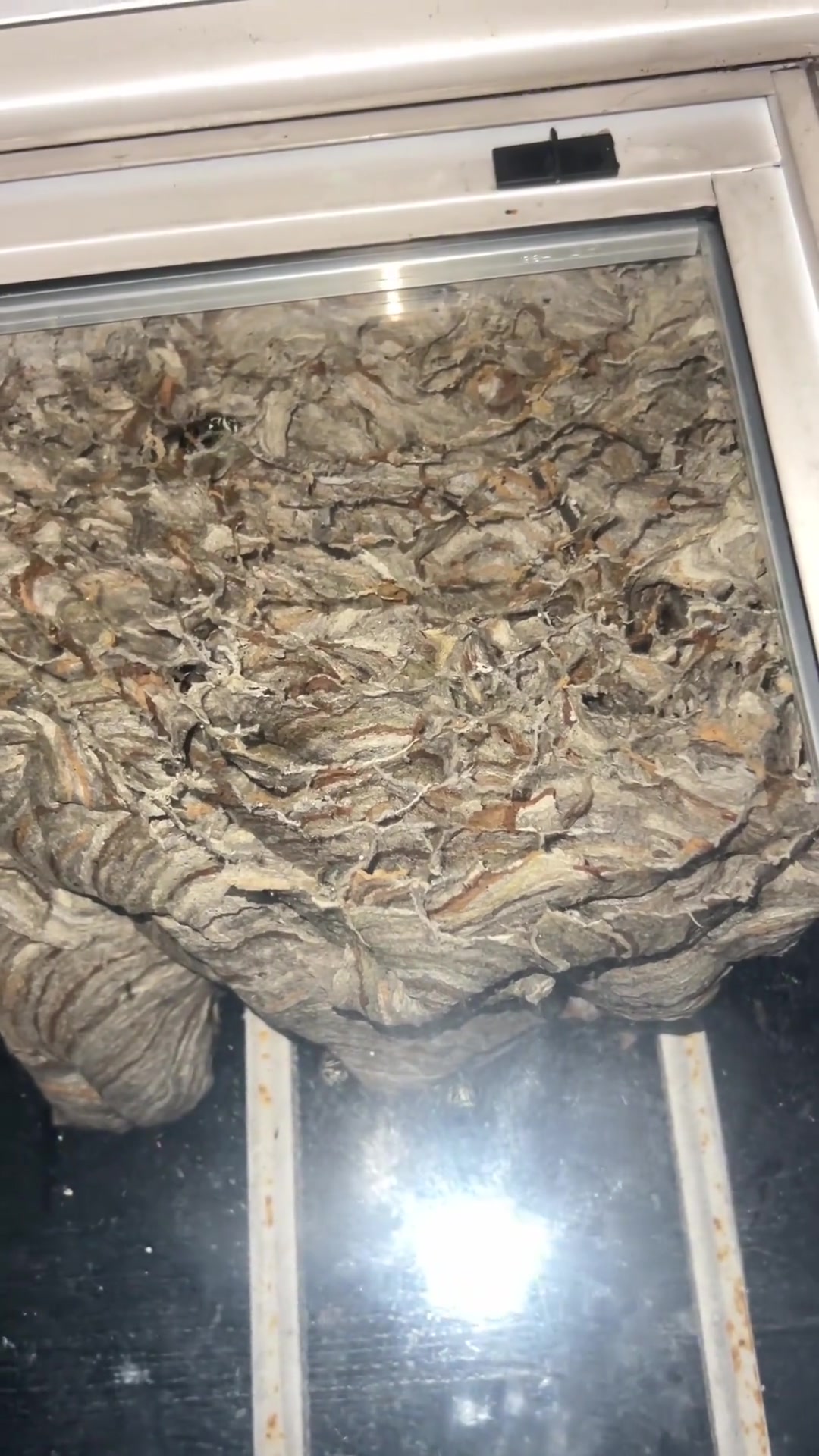 难道这就是挡蜂玻璃