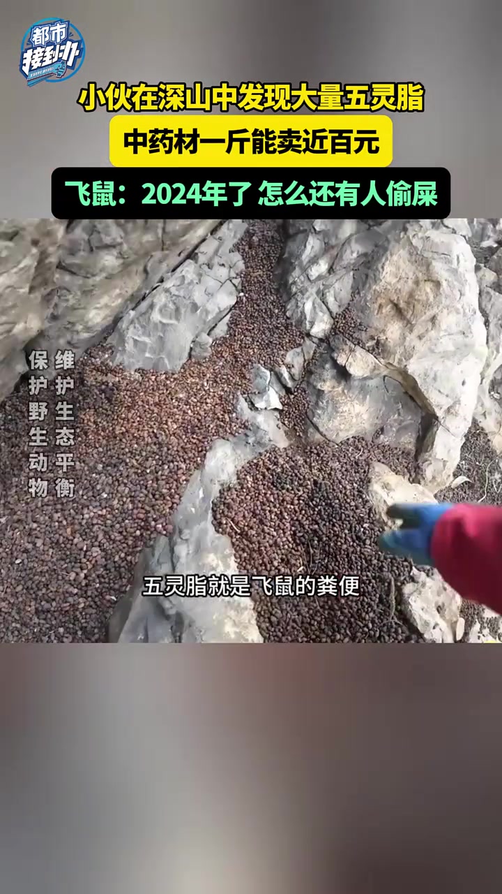 小伙在深山中发现大量五灵脂