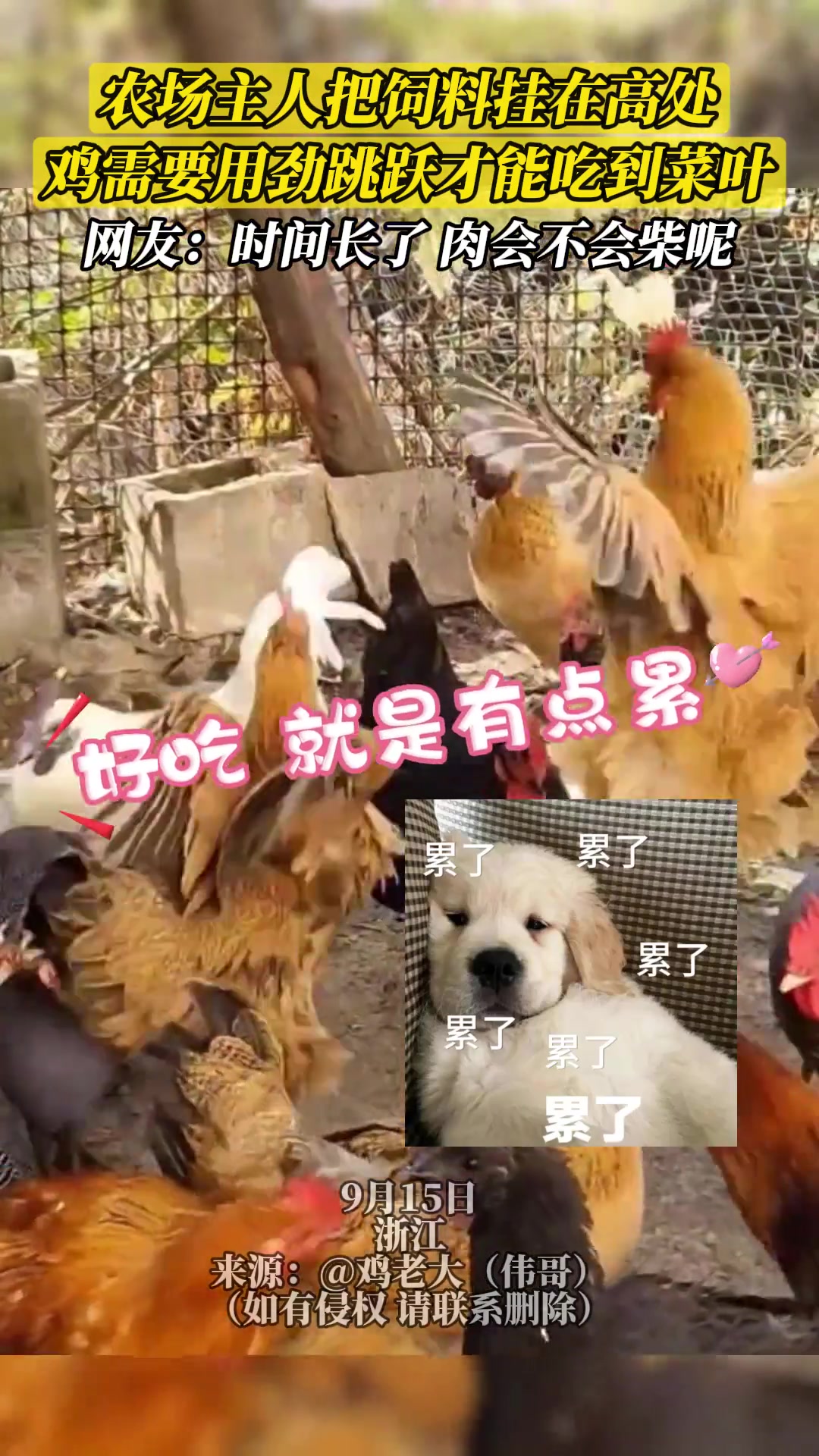 鸡：就你聪明呗吃个饭老废劲了