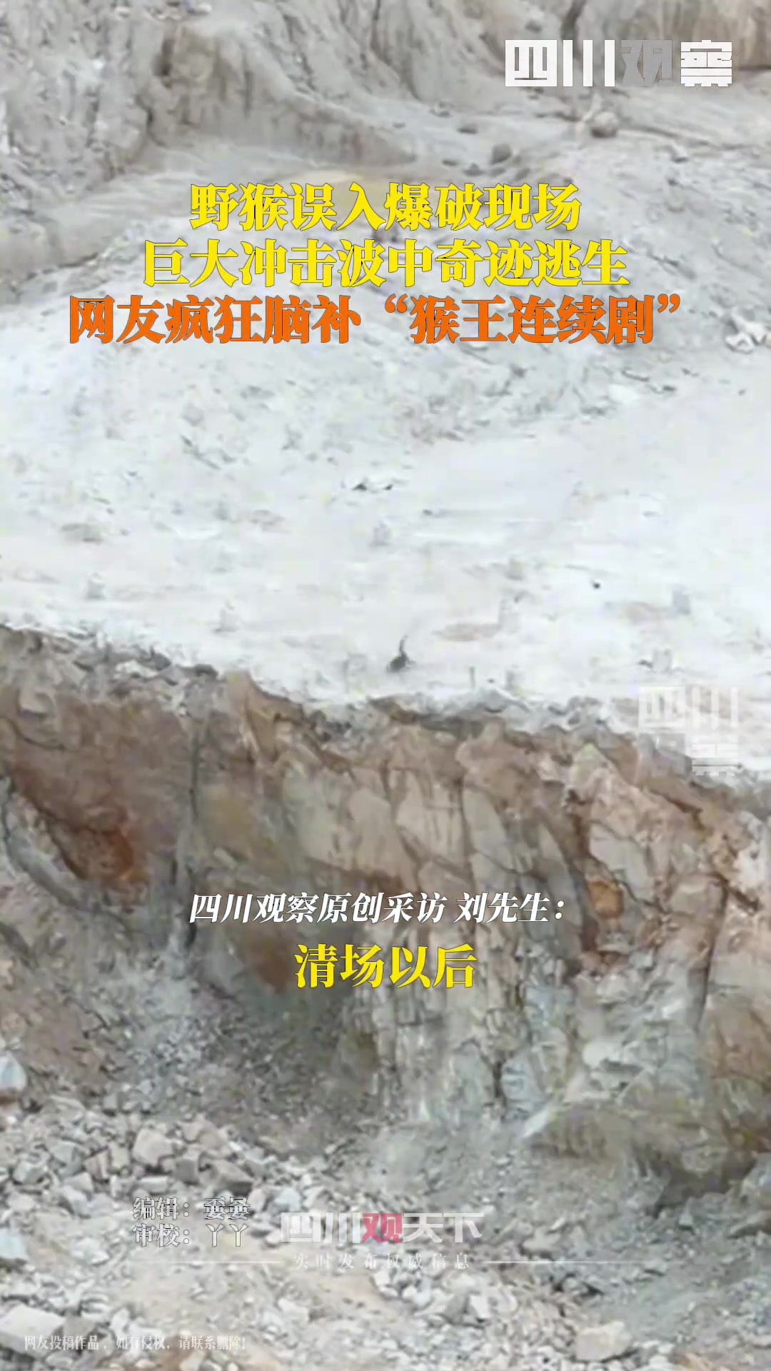 野猴误入爆破现场意外成功逃生网友疯狂脑补“猴王连续剧”
