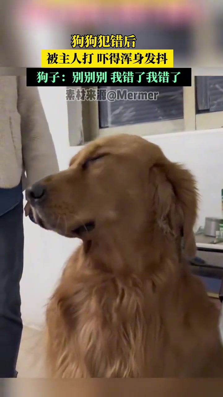 小鸡毛：我错了，下次还敢