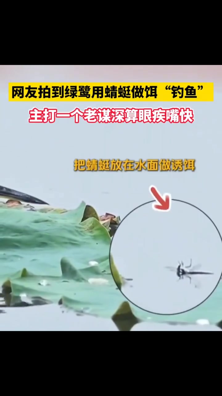 动物界的钓鱼佬