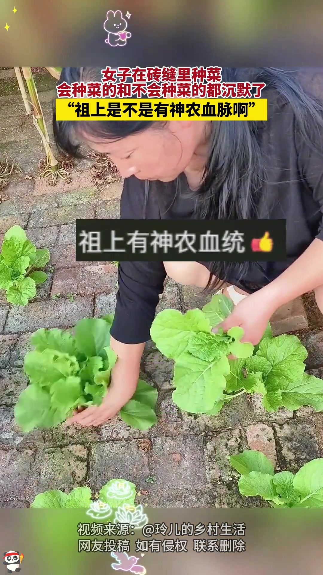 砖缝里种蔬菜会种菜和不会种菜的都沉默了