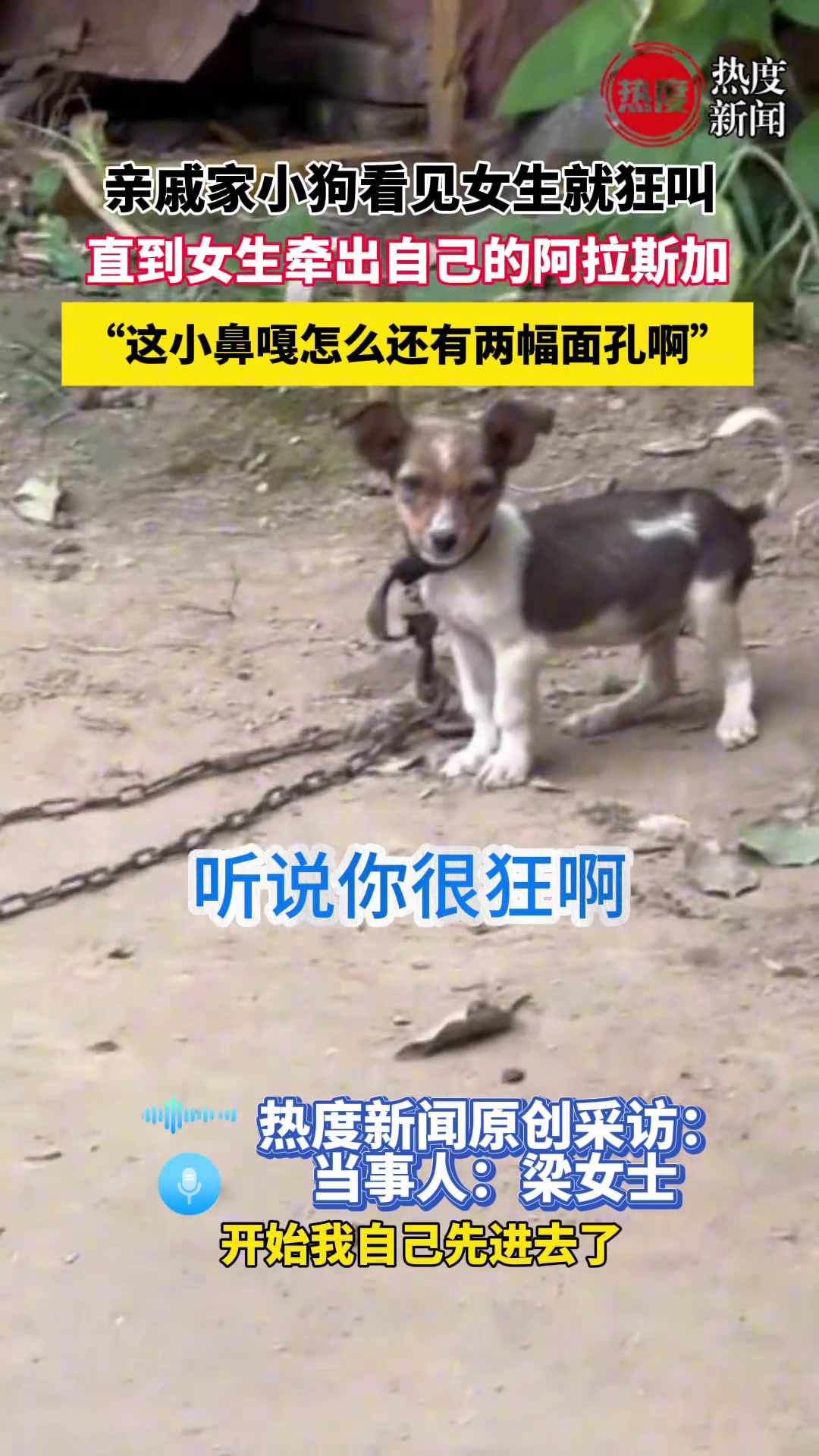 亲戚家小狗看见女生就狂叫，直到女生牵出自己的阿拉斯加