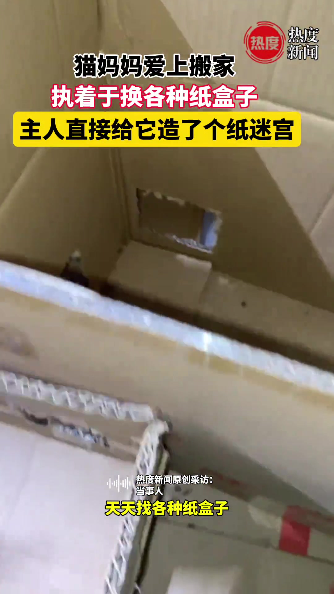 猫妈妈爱上搬家，执着于换各种纸盒子，主人直接给它造了个纸迷宫