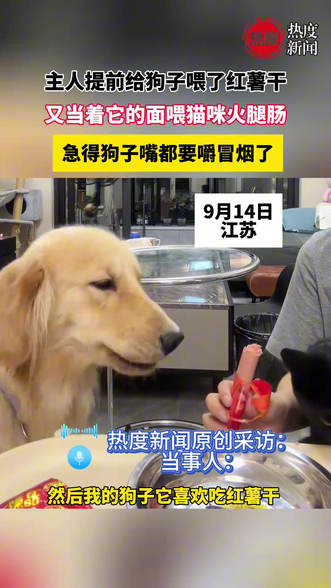 狗子嘴都要嚼冒烟了就是嚼不烂红薯干，看主人喂猫咪火腿肠心急