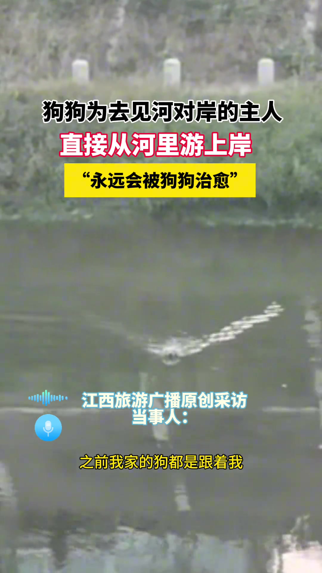 “永远会被狗狗治愈”为去见河对岸的主人，直接从河里游上岸