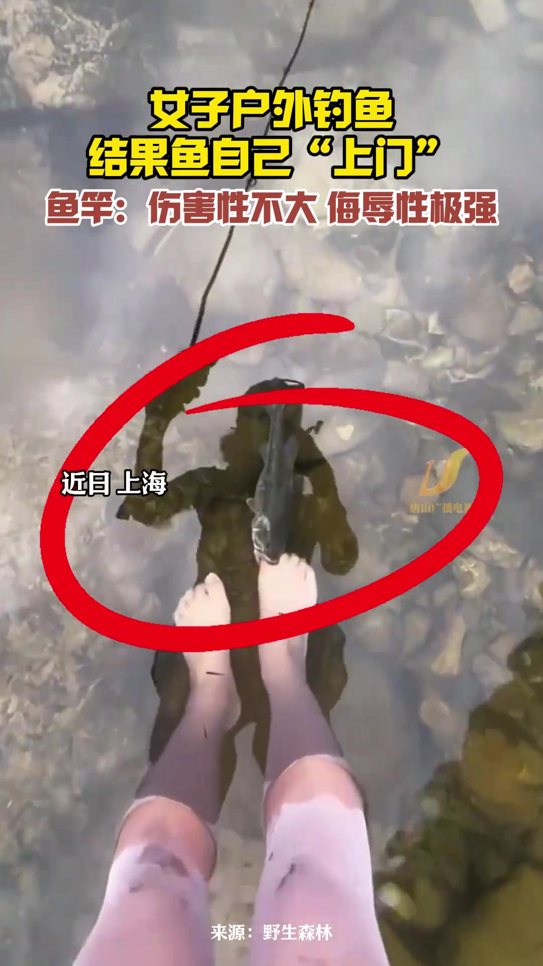 听说过舔狗的还没见过舔鱼，今天算是见到了