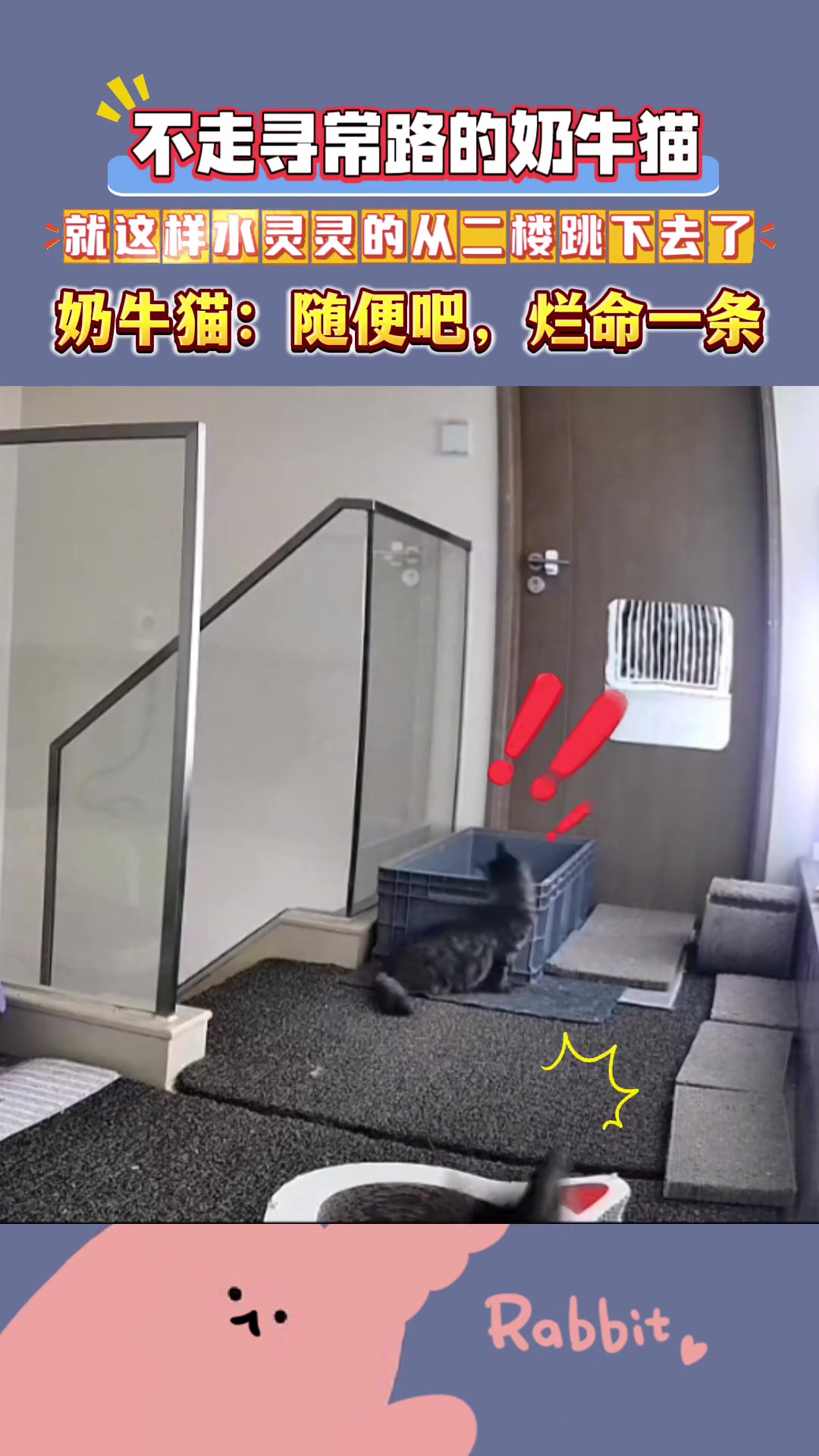 不走寻常路的奶牛猫就这样水灵灵的跳下去了