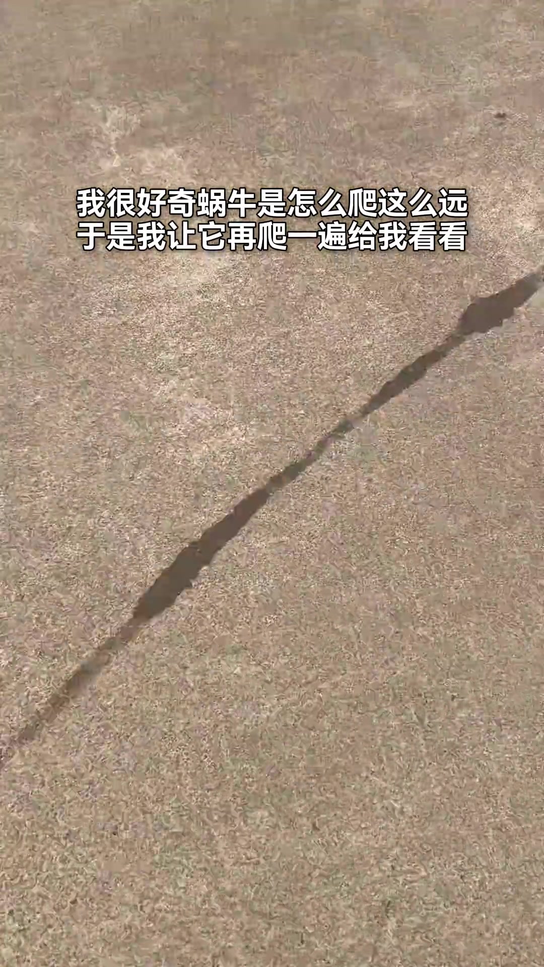 我很好奇蜗牛是怎么爬这么远，于是我就...