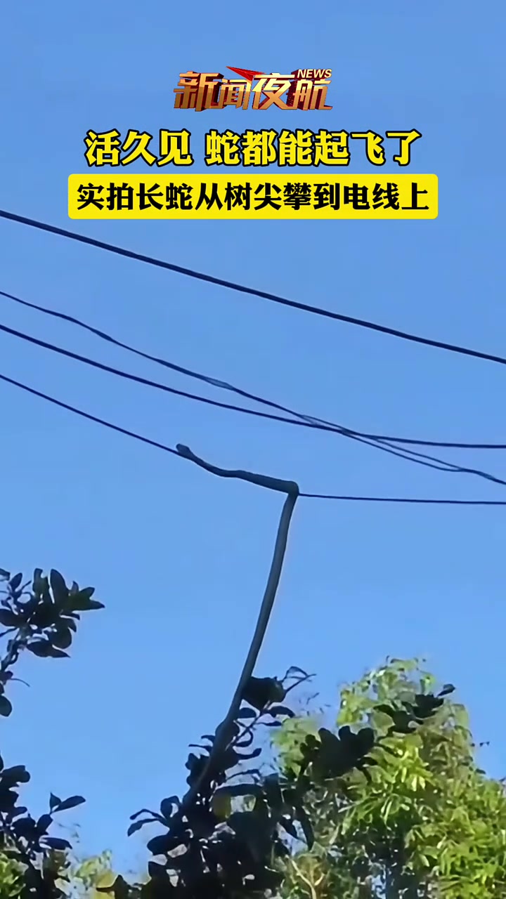 活久见，蛇都会飞了实拍长蛇从树尖攀到电线上！