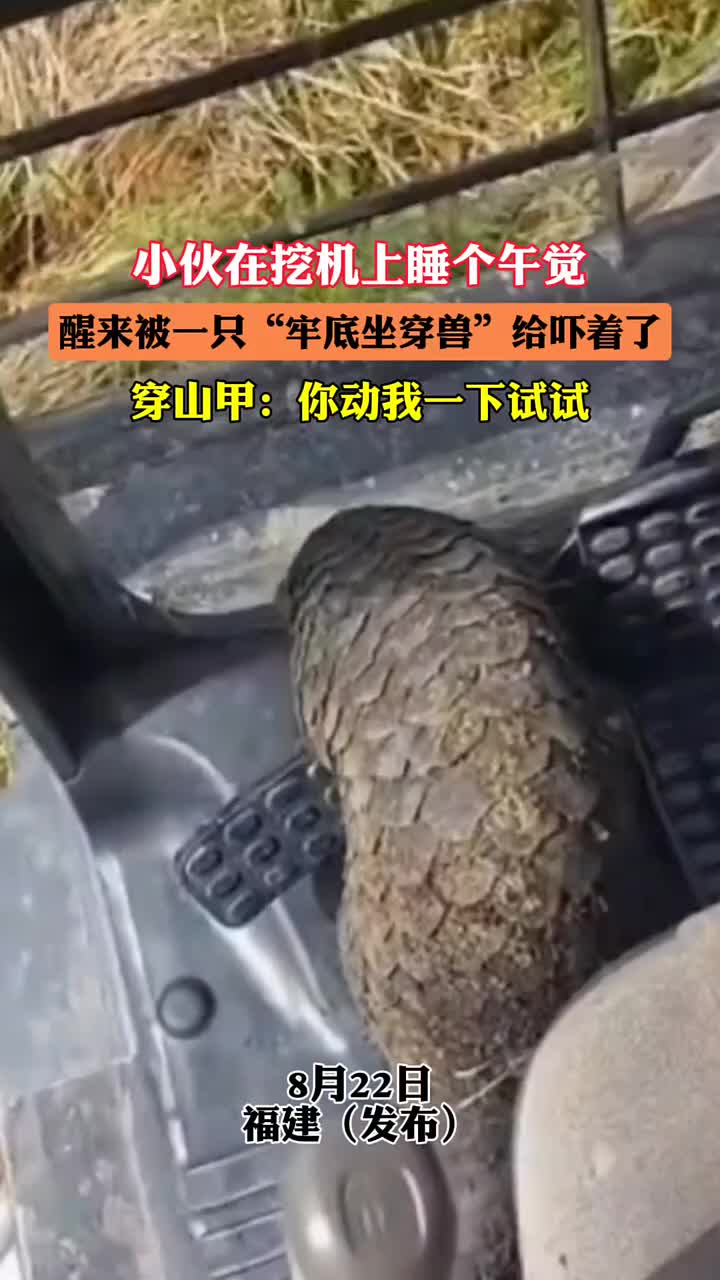 小伙在挖机上睡午觉，醒来遇到一只“牢底坐穿兽”还赶不走！