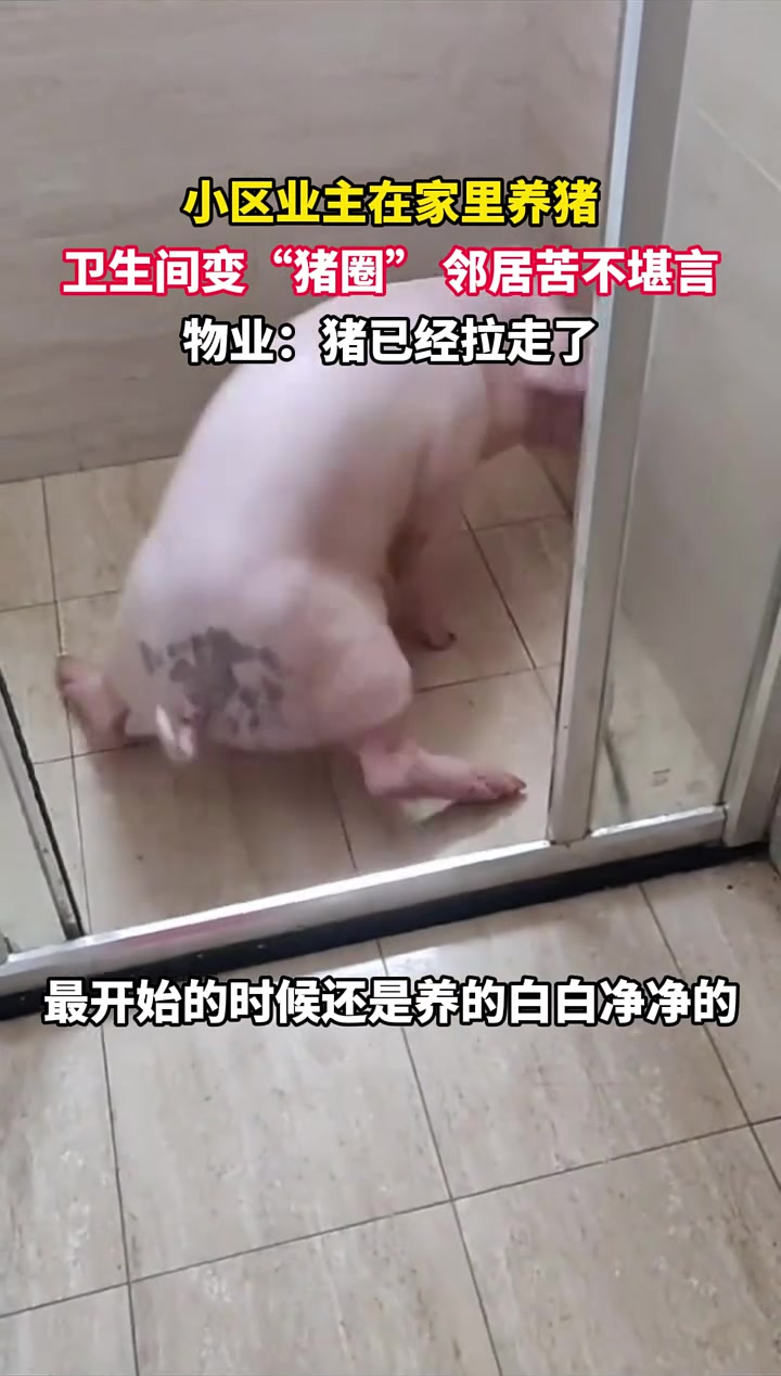 业主在家里养猪，卫生间变“猪圈”，邻居苦不堪言！