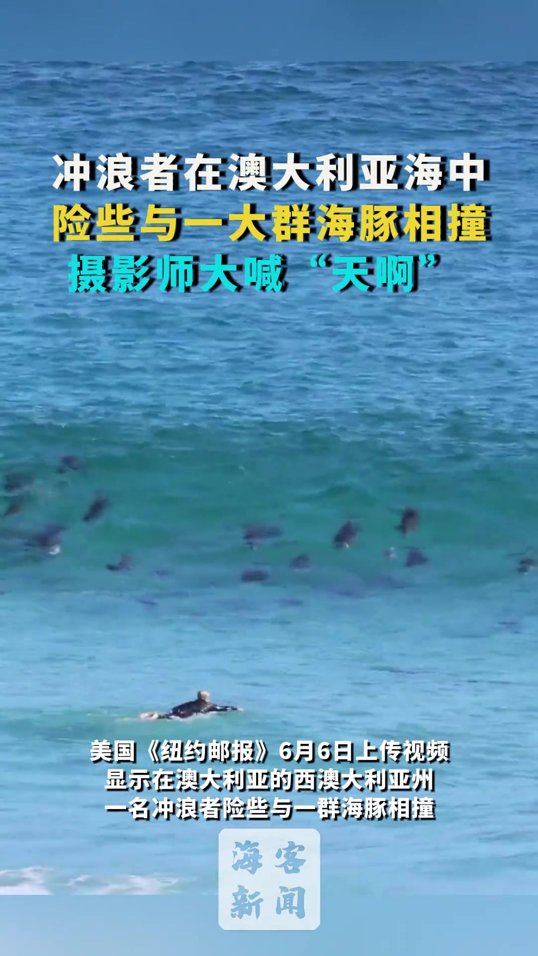 冲浪者在海域差点与一群海豚发生碰撞，摄影师惊呼“天哪”
