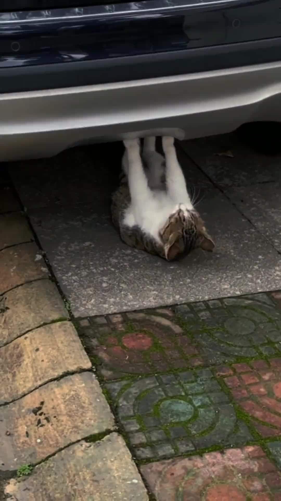 现在的猫都这么自律了吗我是自愧不如