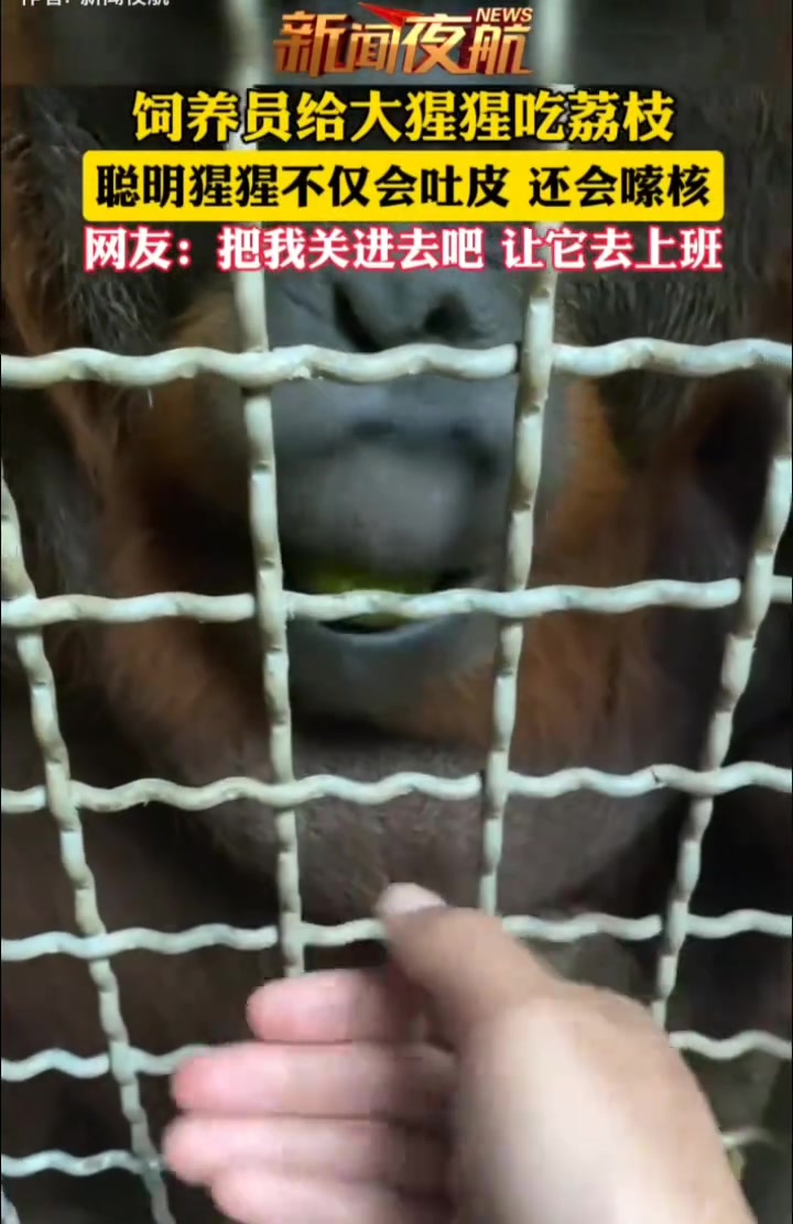 他还知道把准备吐掉的核上的一点肉在嘬回去