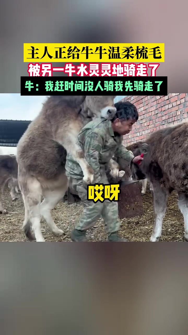 第一次见牛骑人！梳毛梳一半人没了！