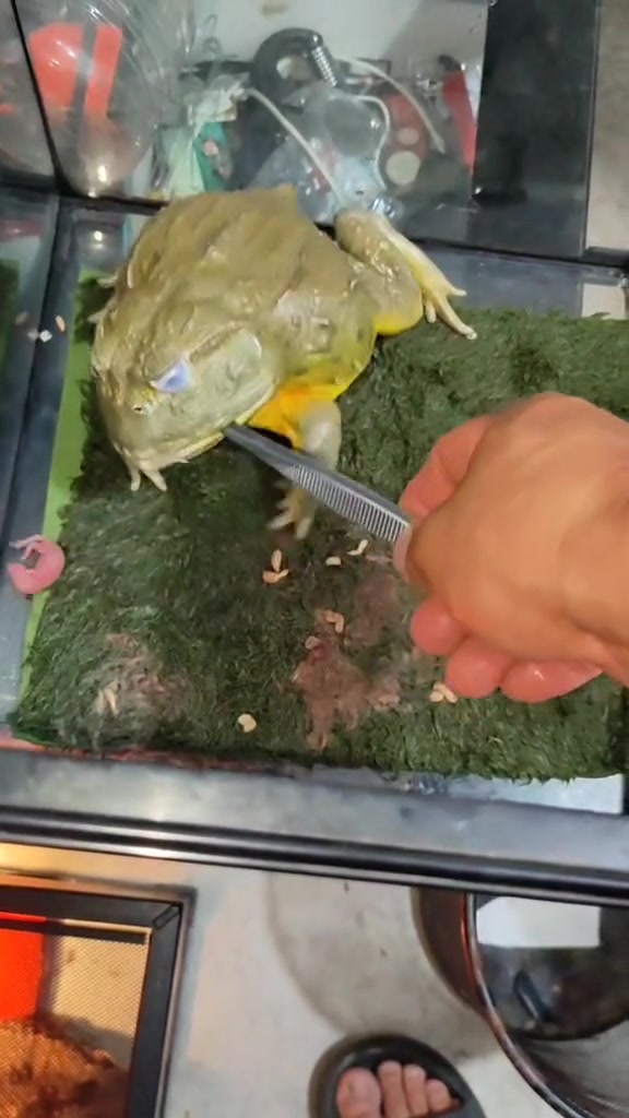 活的小老鼠直接喂青蛙！
