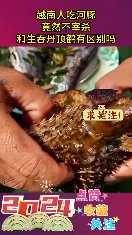 越南人吃河豚竟然不宰杀全都是刺怎么吃！
