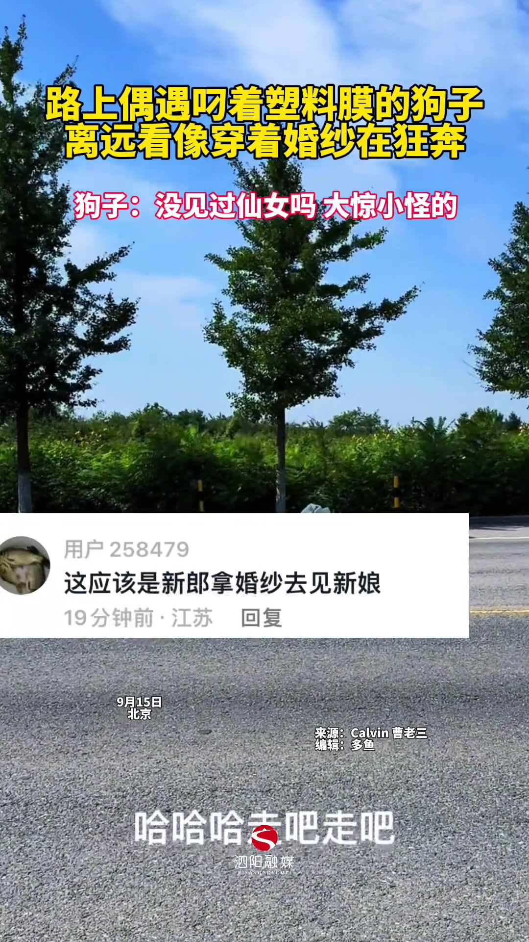 路上偶遇叼着塑料膜的狗子离远看像穿着婚纱在狂奔