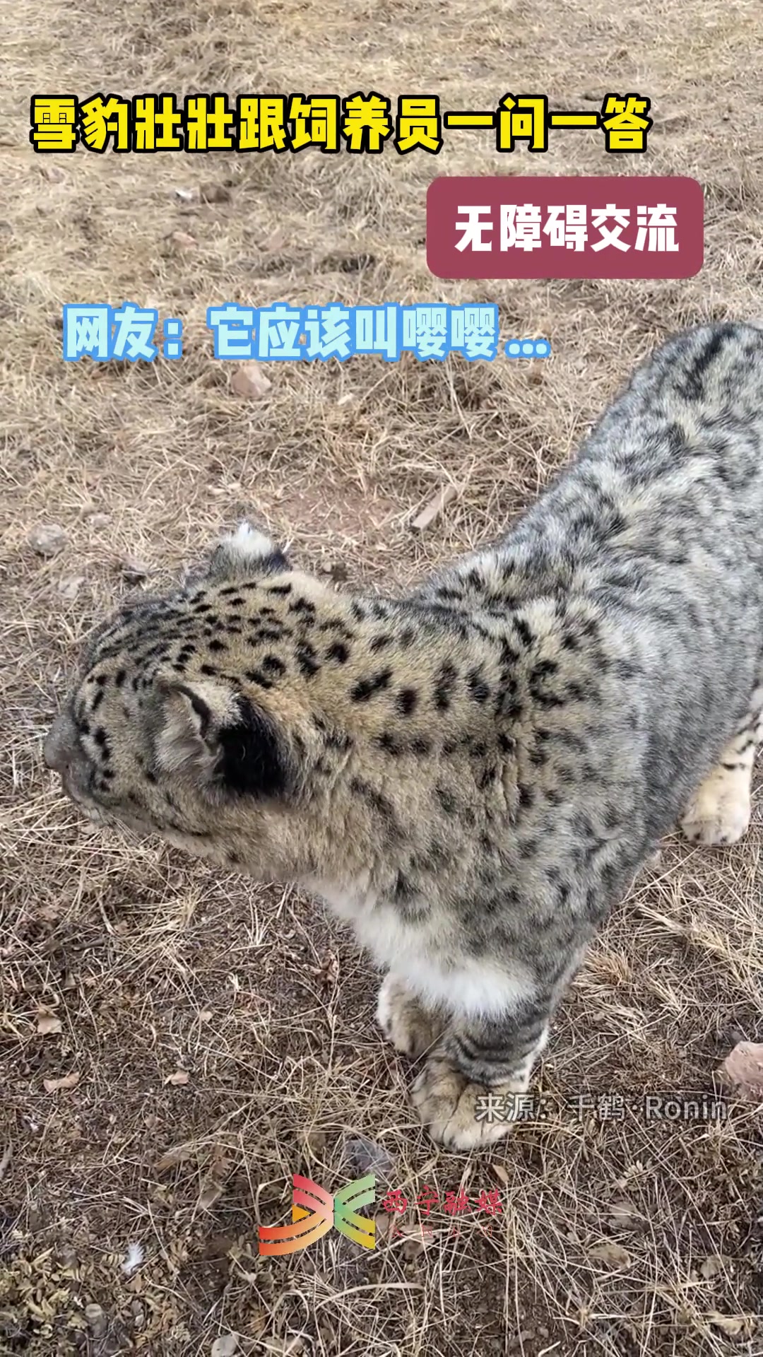 一眼顶真！芝士雪豹！
