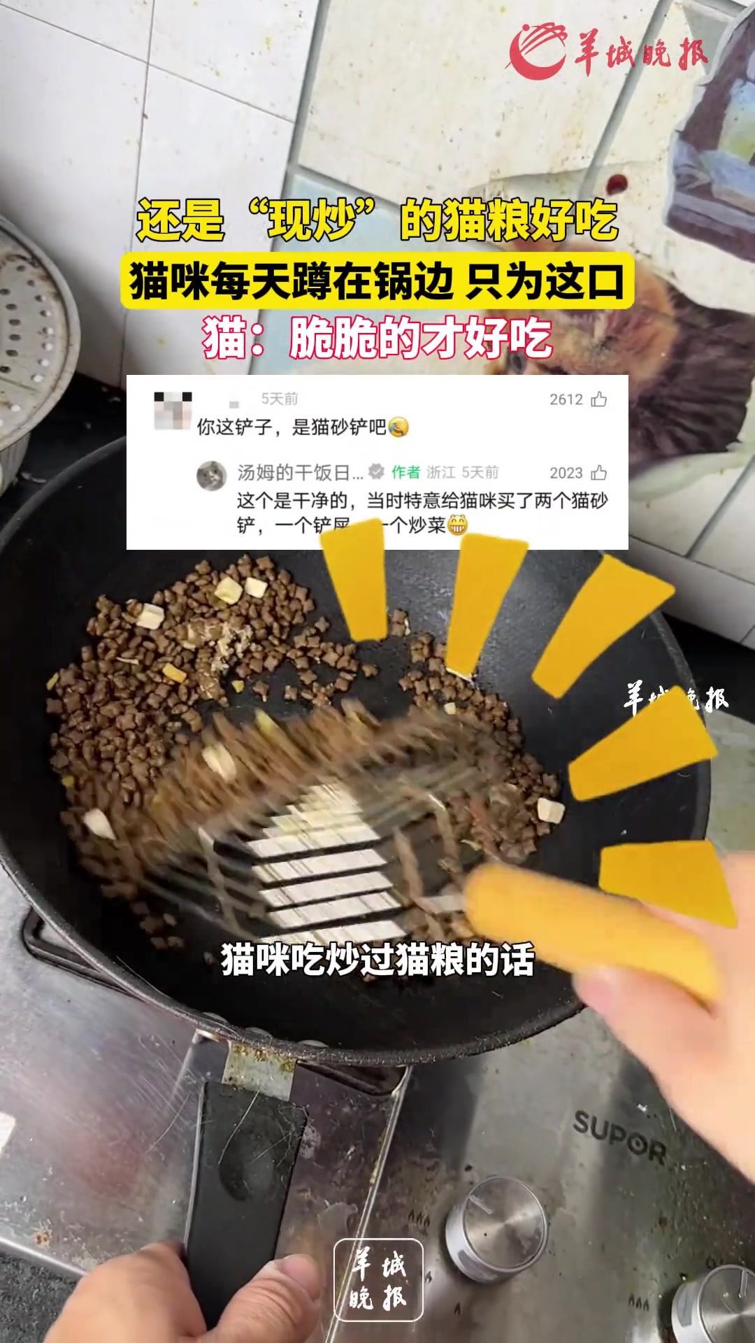 还是“现炒”的猫粮好吃猫咪每天蹲在锅边只为这口
