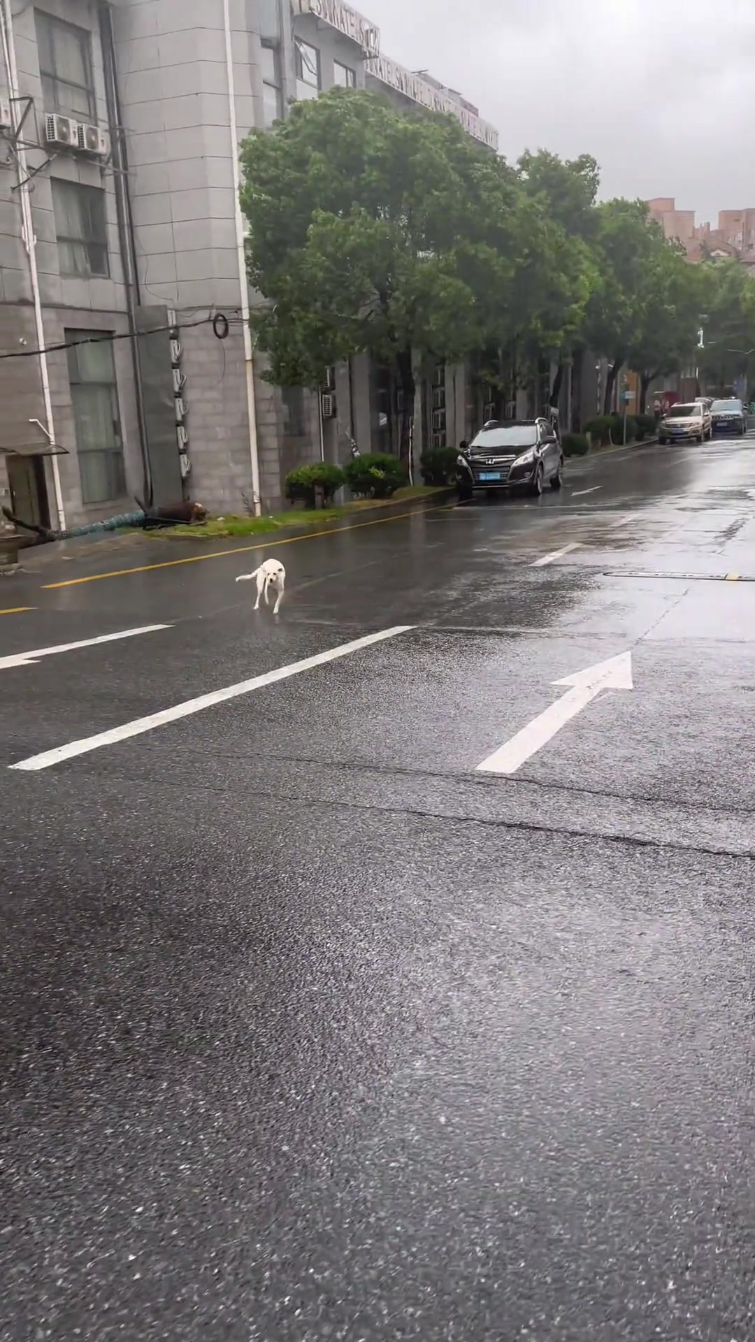 贝碧嘉就这