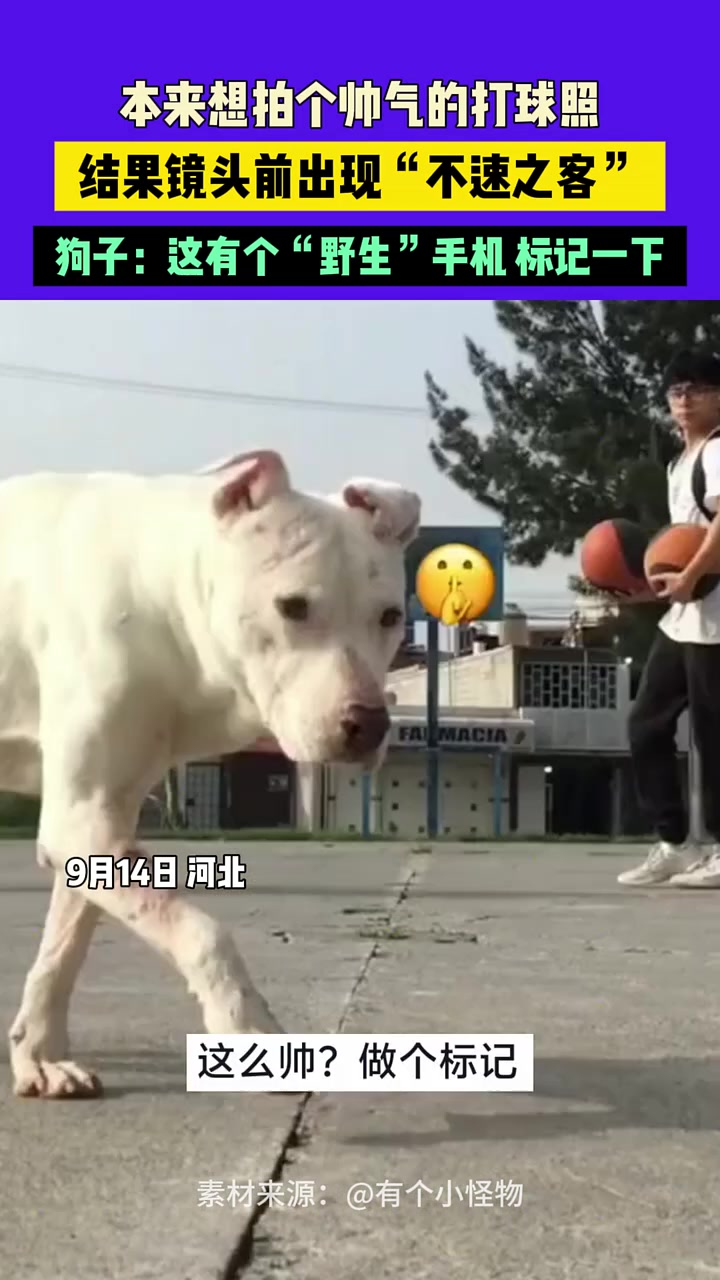 本想拍个帅气打球照，结果被路过的狗子“标记”了