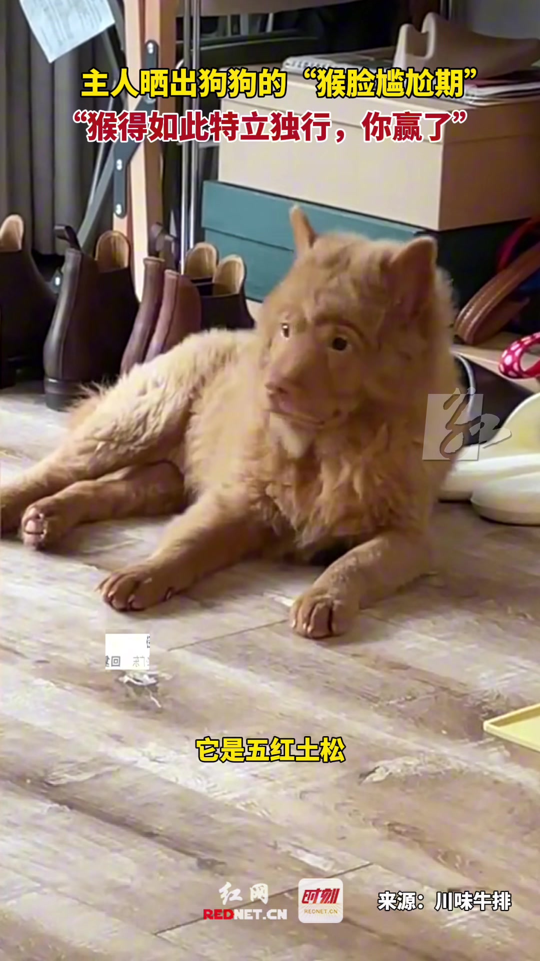 主人晒出狗狗“猴脸尴尬期”太好笑了