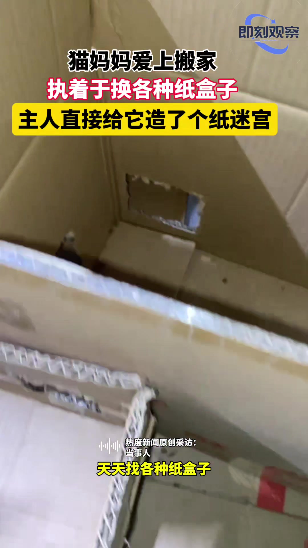 猫妈妈爱搬家，主人直接拼凑了一个纸盒迷宫
