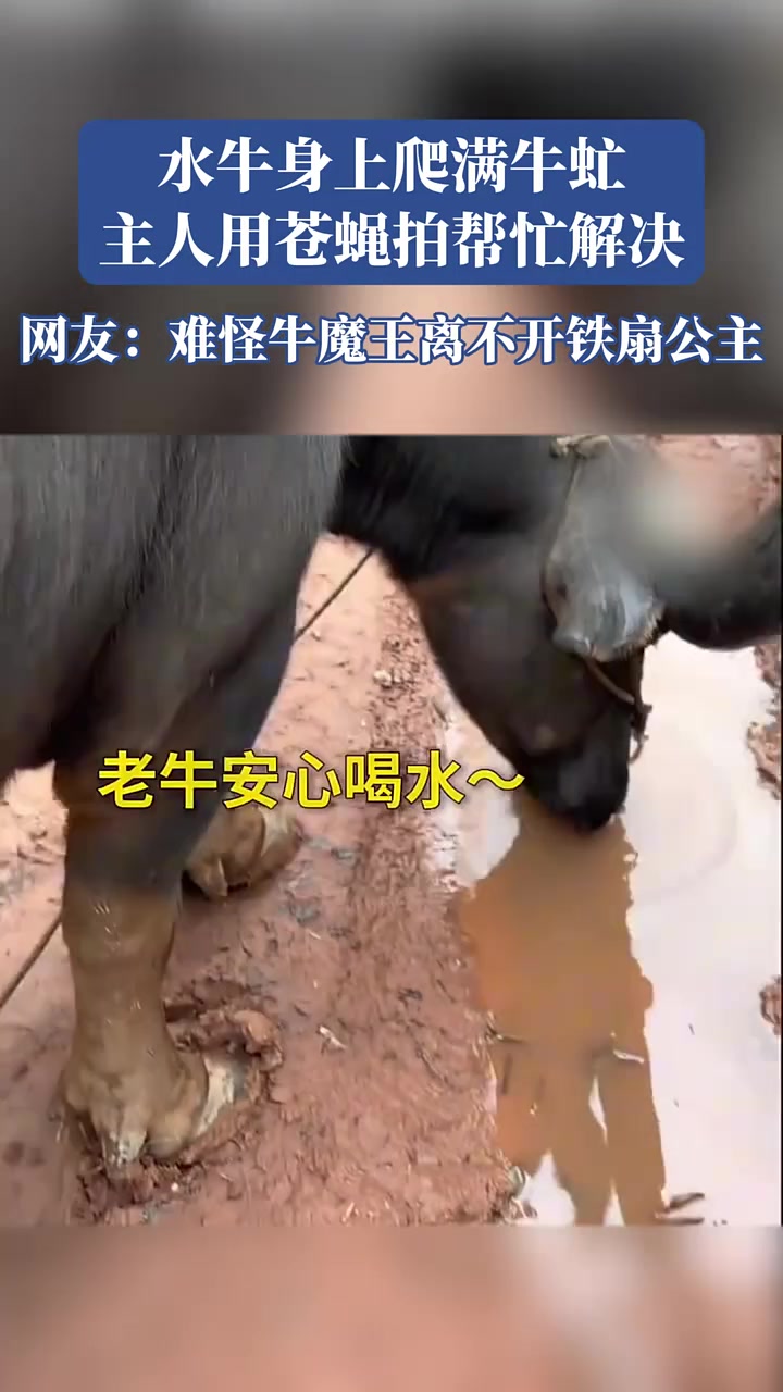 水牛身上爬满牛虻，主人用苍蝇拍解决