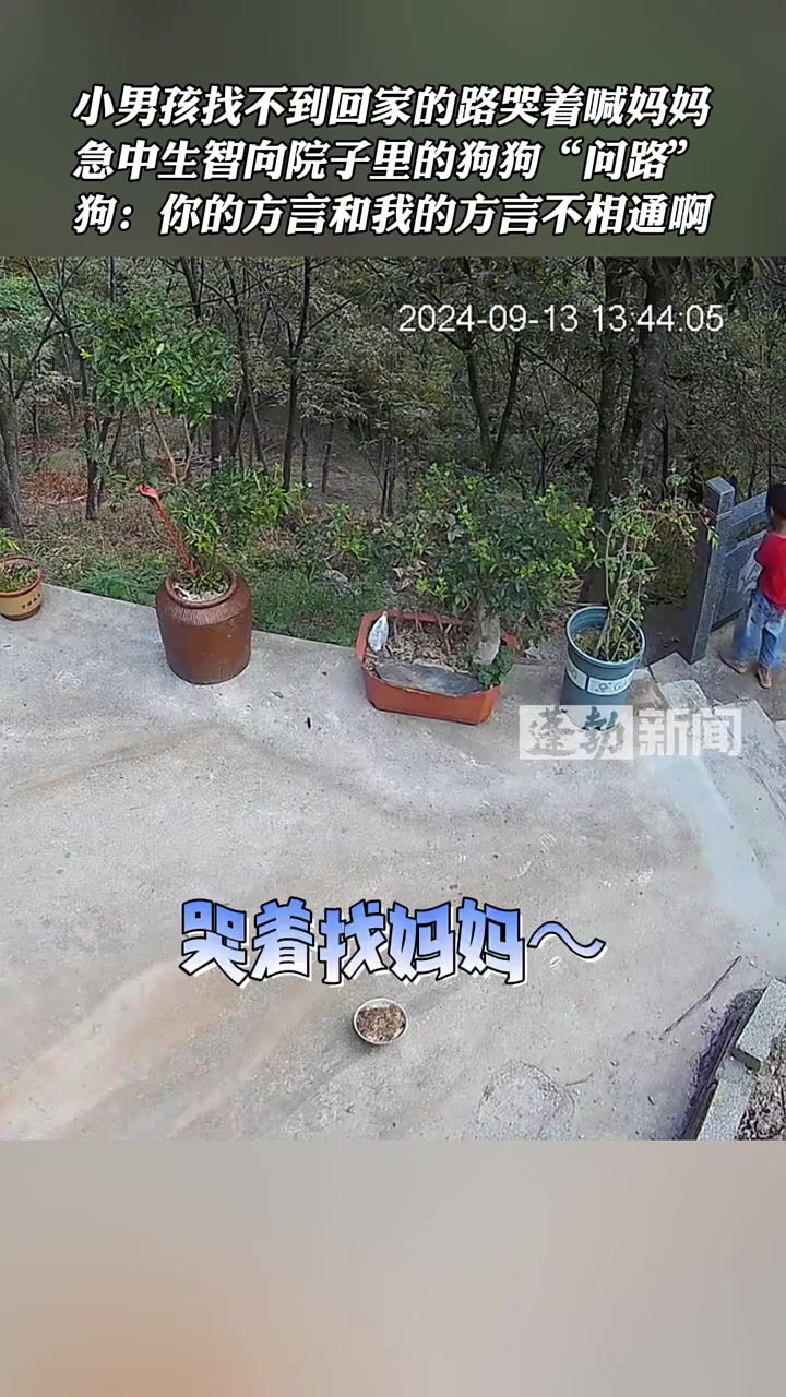 男孩找不到回家的路，哭着喊妈妈，无奈向院中的狗子问路
