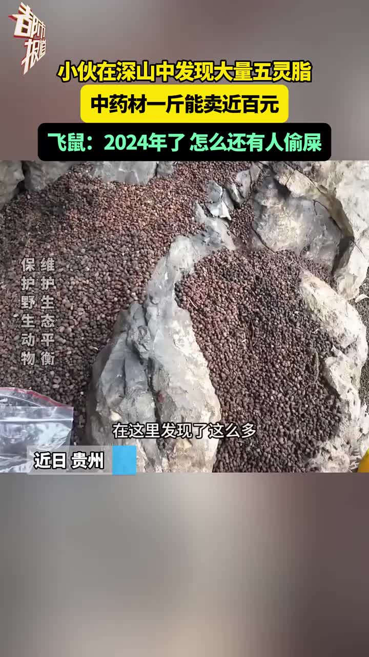 小伙在深山中发现大量五灵脂，中药材一斤能卖近百元！