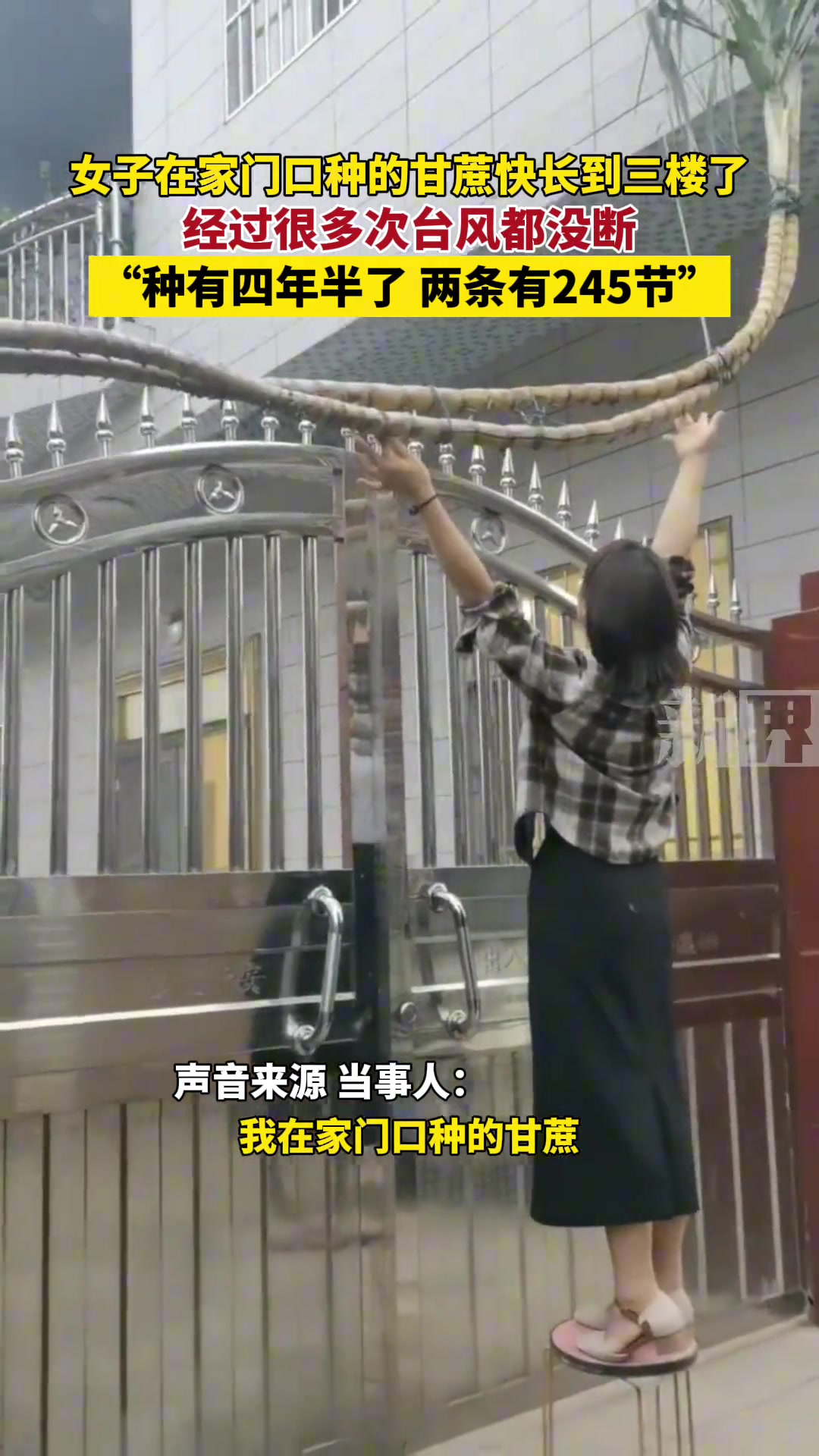 女子在家门口种的甘蔗快长到三楼了，经过很多次台风都没断
