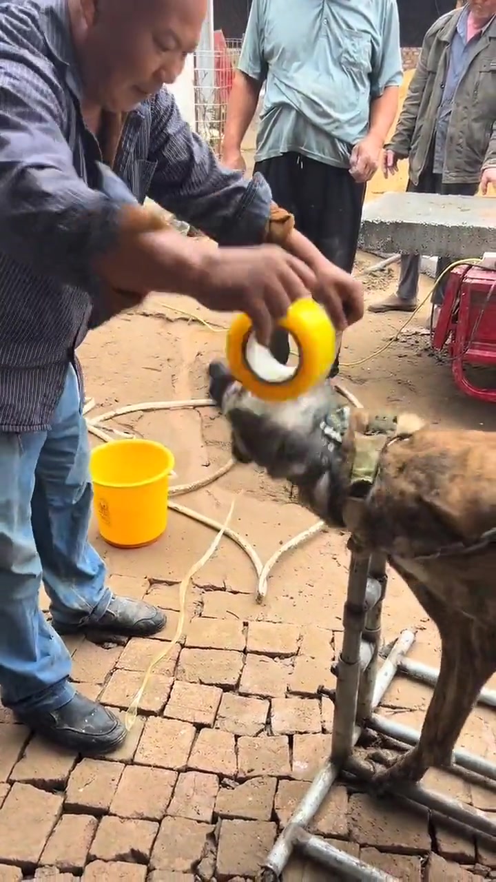 这是有狂犬病吗真的想知道这嘴第一圈是怎么套上去的！