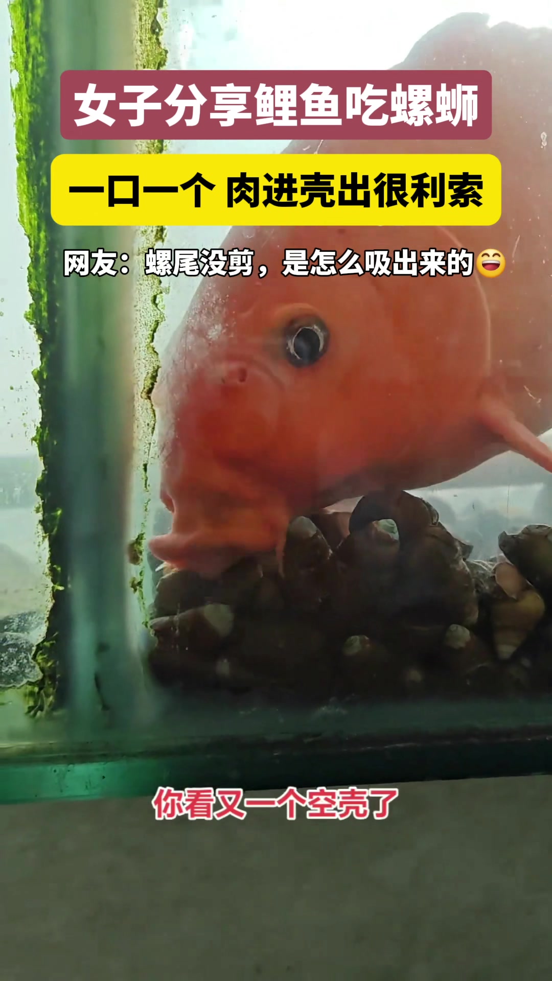 女子分享鲤鱼吃螺蛳，一口一个嗦的很利索